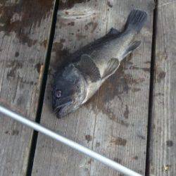 淡路じゃのひれフィッシングパーク 釣果