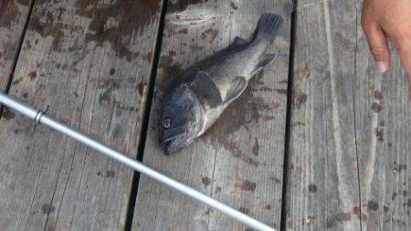 淡路じゃのひれフィッシングパーク 釣果