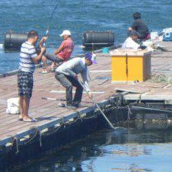 淡路じゃのひれフィッシングパーク 釣果