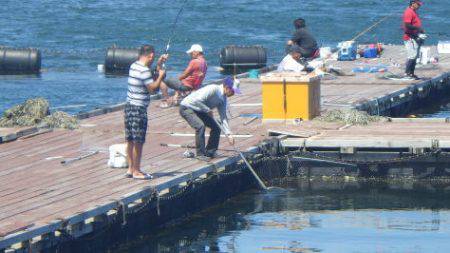 淡路じゃのひれフィッシングパーク 釣果