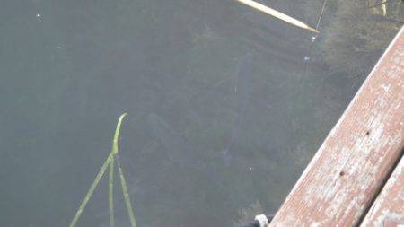 淡路じゃのひれフィッシングパーク 釣果