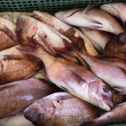 淡路じゃのひれフィッシングパーク 釣果