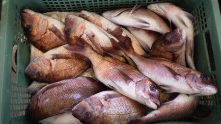 淡路じゃのひれフィッシングパーク 釣果