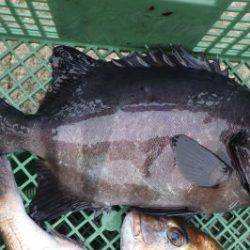 淡路じゃのひれフィッシングパーク 釣果