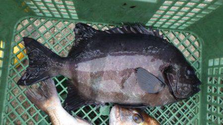 淡路じゃのひれフィッシングパーク 釣果