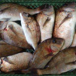 淡路じゃのひれフィッシングパーク 釣果