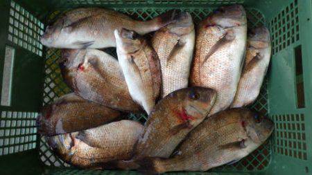 淡路じゃのひれフィッシングパーク 釣果