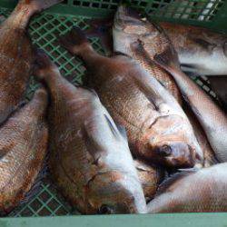 淡路じゃのひれフィッシングパーク 釣果