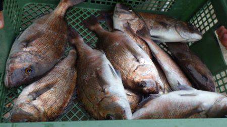 淡路じゃのひれフィッシングパーク 釣果