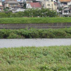 狩野川(狩野川漁業協同組合) 釣果