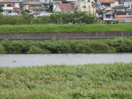 狩野川(狩野川漁業協同組合) 釣果