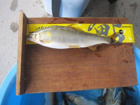 狩野川（狩野川漁業協同組合） 釣果