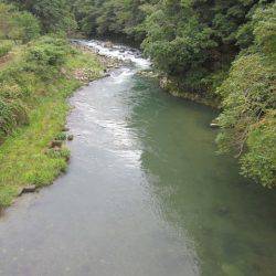 狩野川(狩野川漁業協同組合) 釣果