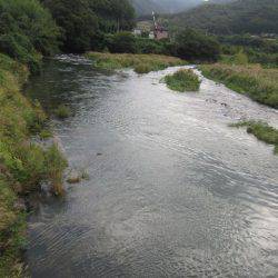 狩野川(狩野川漁業協同組合) 釣果