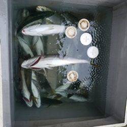 遊漁船　ニライカナイ 釣果