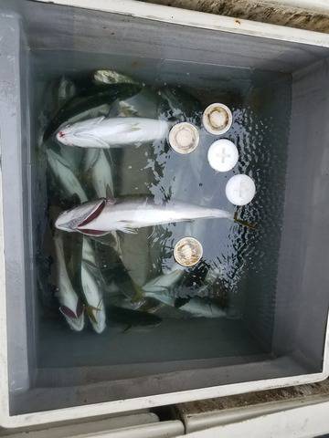 遊漁船　ニライカナイ 釣果