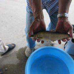 狩野川(狩野川漁業協同組合) 釣果