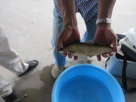 狩野川(狩野川漁業協同組合) 釣果