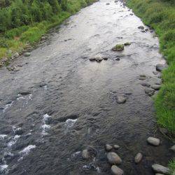 狩野川(狩野川漁業協同組合) 釣果