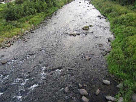 狩野川(狩野川漁業協同組合) 釣果