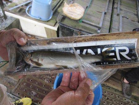 狩野川(狩野川漁業協同組合) 釣果