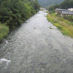 狩野川(狩野川漁業協同組合) 釣果
