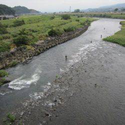 狩野川(狩野川漁業協同組合) 釣果