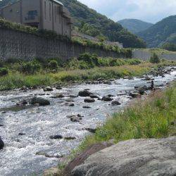 狩野川(狩野川漁業協同組合) 釣果