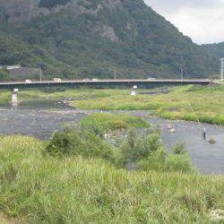 狩野川(狩野川漁業協同組合) 釣果