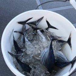へいみつ丸 釣果