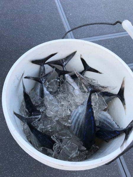 へいみつ丸 釣果