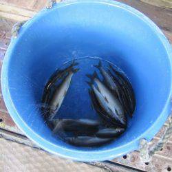 狩野川(狩野川漁業協同組合) 釣果