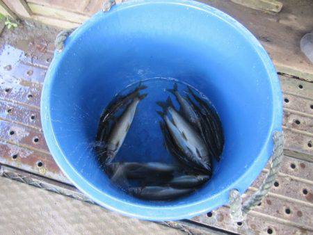 狩野川（狩野川漁業協同組合） 釣果