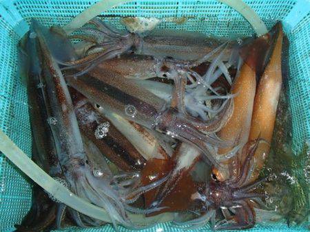 第二むつ漁丸 釣果