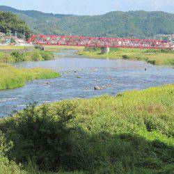 狩野川(狩野川漁業協同組合) 釣果