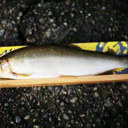 狩野川(狩野川漁業協同組合) 釣果