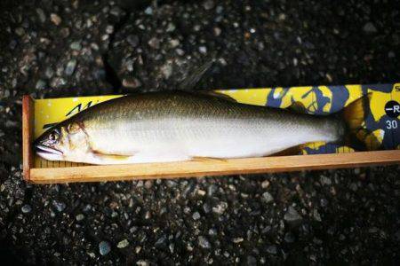 狩野川（狩野川漁業協同組合） 釣果