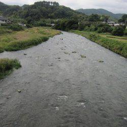 狩野川(狩野川漁業協同組合) 釣果