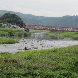 狩野川(狩野川漁業協同組合) 釣果