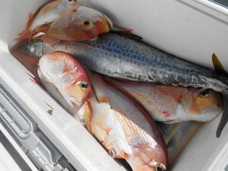 こうゆう丸 釣果