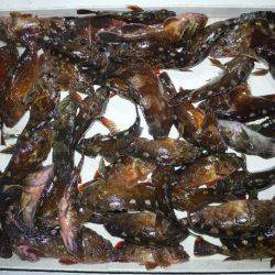 TOPGUN名古屋 釣果