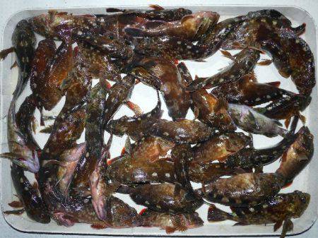 TOPGUN名古屋 釣果