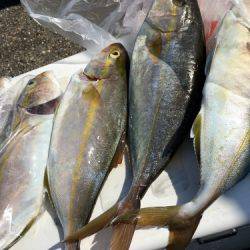 鵜来島家本渡船 釣果