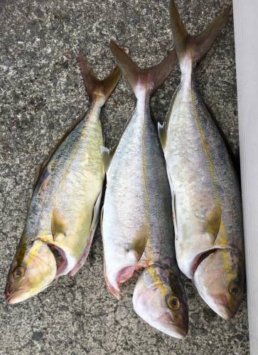 鵜来島家本渡船 釣果