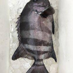 鵜来島家本渡船 釣果