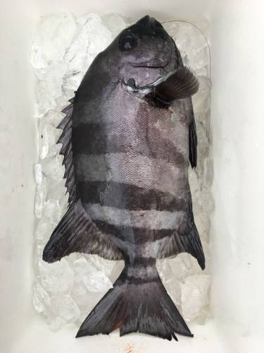 鵜来島家本渡船 釣果