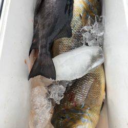 鵜来島家本渡船 釣果