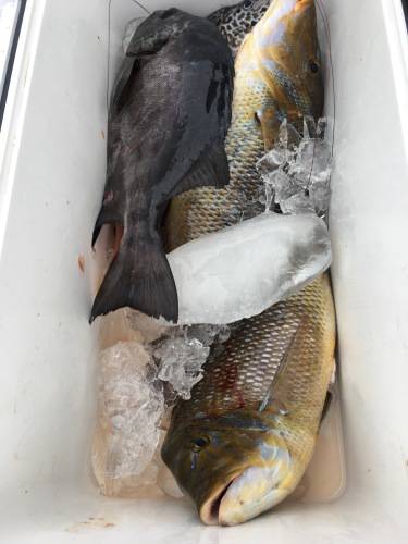 鵜来島家本渡船 釣果