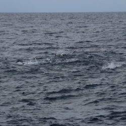 へいみつ丸 釣果