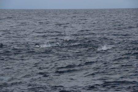 へいみつ丸 釣果